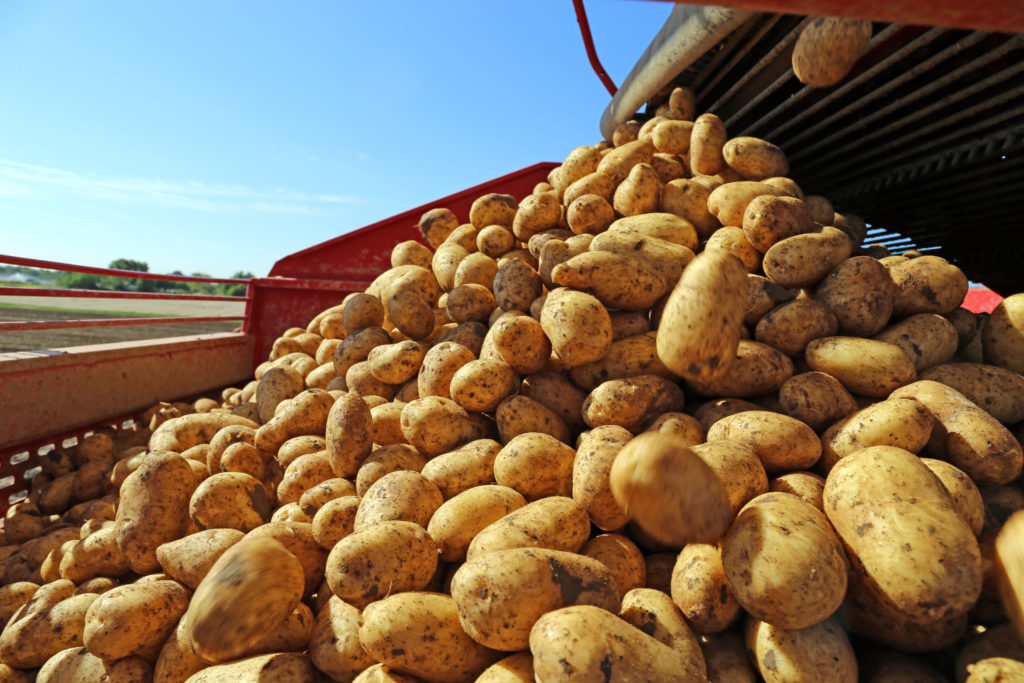 Magnesium and Potatoes in Western US Soils Intrepid Potash