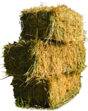 Ripe Square Hay Bales