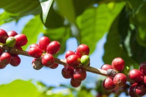 Ripe coffee beans (cherries)