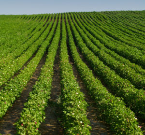 Cotton field