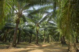 Palm oil tree plantations, Thailand