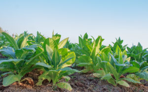 Tobacco plantation