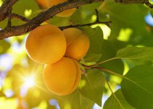 Apricot tree with fruits