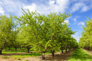 Almond Orchard With Ripening Fruit on Trees