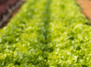 Organic lettuce growing in a green house.